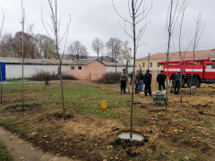 На Київщині за два дні висадили більше 800 дерев та кущів 