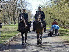  Стало відомо скільки патрулів кінної поліції працює на Київщині