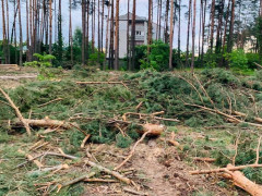 Голова ОТГ Гостомеля може бути причетний до незаконної вирубки дерев