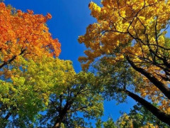 Прогноз погоди для жителів Київщини на 21-ше вересня