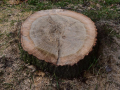 На Київщині невідомі знищили 68 дубів 
