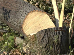 На Київщині держпідприємство під виглядом "оздоровлення" лісу два роки незаконно рубало дерева