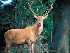 На Київщині створили два ландшафтні парки