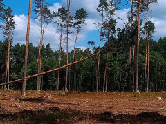 У Тетерівському лісгоспі почалися всеукраїнські змагання вальників лісу