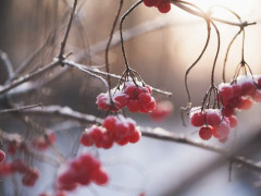 Погода на Київщині 16 листопада