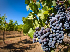 Сімейний бізнес: на Київщині вирощують 150 різних сортів винограду (ВІДЕО)