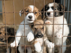 Університет Переяслава запустив благодійний аукціон для допомоги притулку для тварин