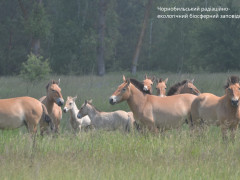 У зоні ЧАЕС зросла популяція рідкісних коней Пржевальського (ФОТО)