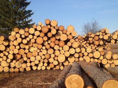 Ставищенський суд виніс вирок "чорному лісорубу", який завдав державі збитків на 710 тис грн