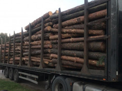 Колишній працівник Фастівського лісгоспу організував незаконну вирубку лісу (ФОТО)
