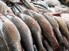 У Броварах виявили понад 200 кілограмів риби, що незаконно продавалася