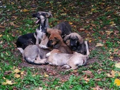 Масове отруєння собак у Переяславі почала розслідувати поліція