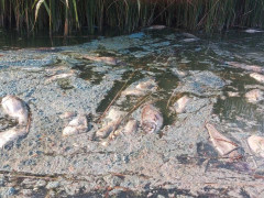Жителі Боярської громади скаржаться на замор риби