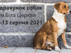 Білоцерківців закликають взяти участь у підрахунку безпритульних собак