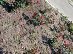 У Таращі невідомі викопали з клумби 28 кущів троянд