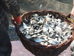 У двох містах на Київщині відбудеться зариблення водосховища