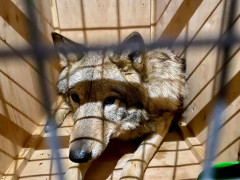 У "Борисполі" митники викрили спробу вивезення за кордон трьох вовків під виглядом собак