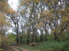 Прокуратура Київщини повернула державі лісову ділянку на території села Віта-Поштова