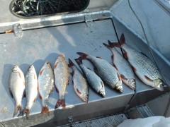 Рибні браконьєри обікрали води Київщини на суму 170 тисяч (ФОТО)