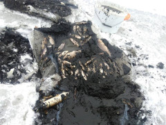 Через скандального забудовника в Ірпені гине риба