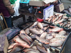  Рибні браконьєри продовжують орудувати на водах Київщини (ФОТО)
