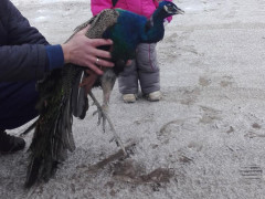 У Ірпені від холодної смерті врятували екзотичного птаха (ФОТО) 