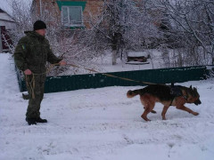 У Миронівському районі поліцейський собака знайшов крадія