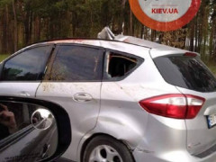 На Житомирській трасі авто збило лося: перші кадри з місця події (ФОТО)