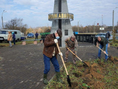 В Іванкові до річниці Чорнобильської катастрофи висадили троянди