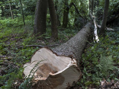 У Переяславі дозволили спиляти дерева на кількох вулицях