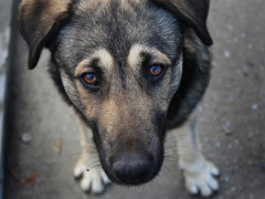 На вулицях Ірпеня розливають отруту для безпритульних собак (ФОТО)