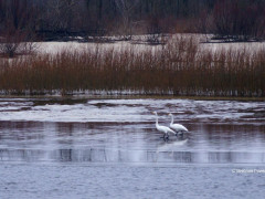 У Чорнобиль після сильних морозів повернулися лебеді (ФОТО)