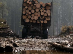 "Мутні схеми" на вирубках: чому знову під прицілом "Київоблагроліс"