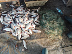  Рибні браконьєри продовжують обкрадати води Київщини (ФОТО)