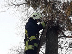  У Фастові пожежники не дали померти домашньому улюбленцю (ФОТО) 