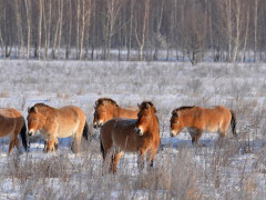 У Чорнобилі знайшли рідкісних тварин (ФОТО)