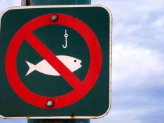Невдовзі на Київщині розпочинається заборона на вилов риби у зимувальних ямах
