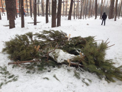 В Ірпінський ліс зносять мертві ялинки після новорічних свят (ФОТО)
