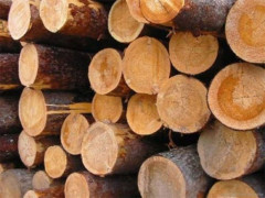 Білоцерківські патрульні зупинили чоловіка, який без дозволу перевозив деревину (ФОТО)
