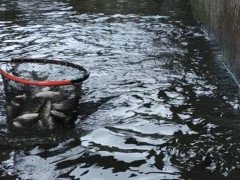  У Таращанському районі до водосховища запустили чотири тонни риби 