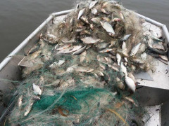 У Яготині працівники рибоохоронного патруля врятували 44 кг риби 
