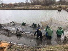 Води Фастівщини поповнилися майже 12 тоннами риби (ФОТО)
