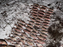 На Вишгородщині браконьєр за допомогою сіток зловив 26 кг риби