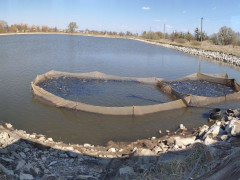 У води Київщини запустили 8 тонн риби (ФОТО) 
