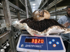 На Білоцерківщині виростили гриб, яким можна нагодувати 10 людей 