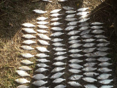На Київщині за дев’ять днів браконьєри наловили риби на 17 тис грн (ФОТО)