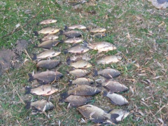 У Згурівському районі затримали браконьєра із червонокнижною здобиччю (ВІДЕО)