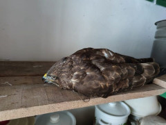 Житель Яготина знайшов у снігу пораненого птаха, схожого на орла (ФОТО)
