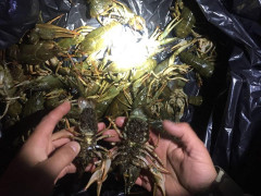 На Київщині за 12 днів браконьєри наловили риби на 55 тис грн 