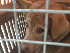 Неадеквату, який жорстоко розправився із собакою у Бучі, "світить" три роки тюрми